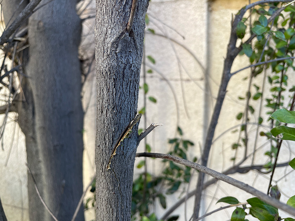 sword chop on a tree